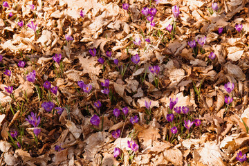 Glade of crocuses in a forest