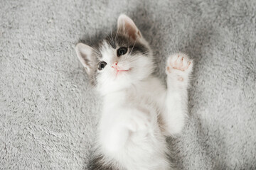 Cute little kitten lying on soft bed. Portrait of adorable kitty relaxing on cozy blanket