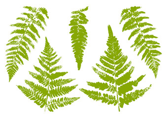Set of fern leaves paint print isolated on white