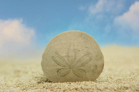 Closeup of the sand dollar on the sand against the blue sky background.