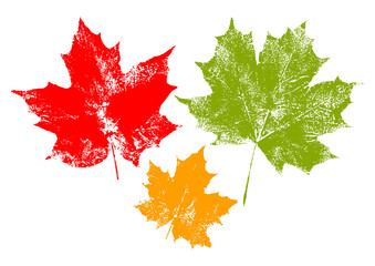 Set of maple leaves paint print isolated on white