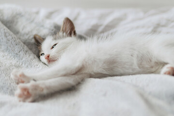 Cute little kitten sleeping on soft bed. Portrait of adorable sleepy kitty relaxing on cozy blanket