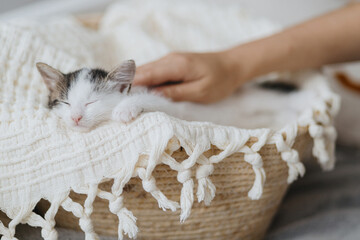 Hand caressing cute little kitten sleeping on soft blanket in basket. Adorable kitty napping. Adopt