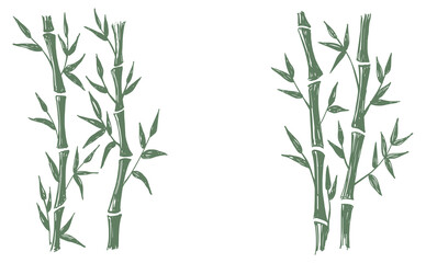 Bamboo tree. Hand drawn style. Vector illustrations.	
