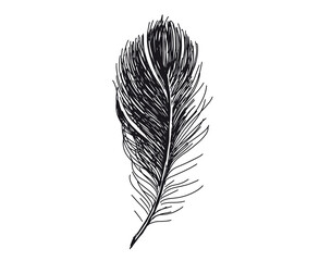 Feathers on white background. Hand drawn sketch style.	
