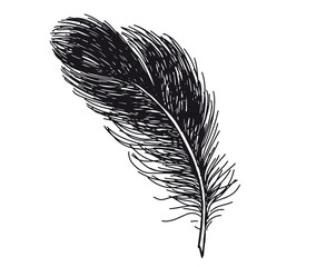 Feathers on white background. Hand drawn sketch style.	
