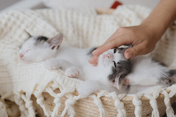 Hand caressing cute little kitten sleeping on soft blanket in basket. Adorable kitties napping