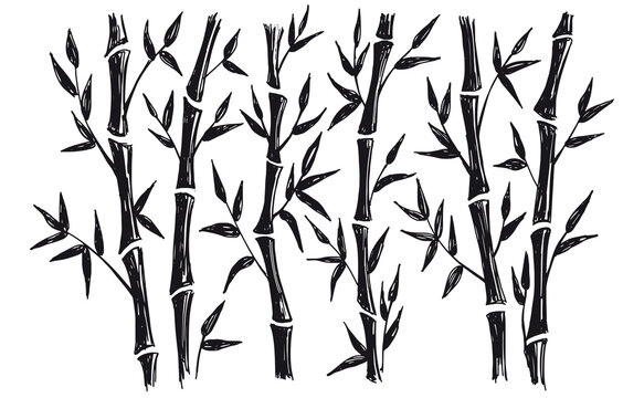 Bamboo tree. Hand drawn style. Vector illustrations. © Aleksandr