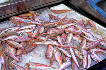 Striped red mullet in Fish Market - Bologna Italy