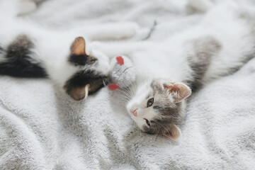 Cute little kittens relaxing on soft bed.Adorable two kitties lying and sleeping on blanket with toy