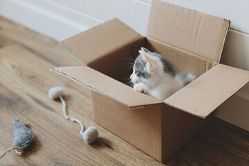 Cute little kitten playing in cardboard box on floor. Adorable curious kitty in delivery box. Adopt © sonyachny