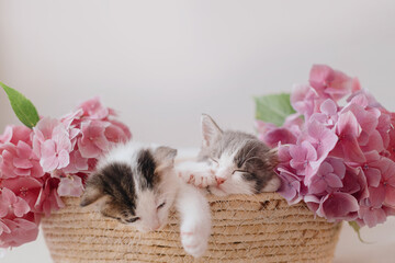 Cute little kittens sleeping in basket with beautiful pink flowers. Happy Easter © sonyachny