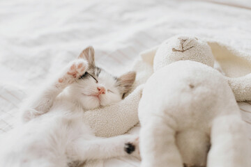 Cute little kitten sleeping on soft bed with bunny toy. Adorable tired kitty taking nap on cozy bed