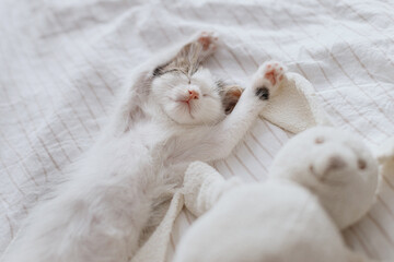 Cute little kitten sleeping on soft bed with bunny toy. Adorable tired kitty taking nap on cozy bed - obrazy, fototapety, plakaty