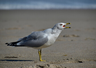 Adult ring-billed gull vocalizing near the ocean
