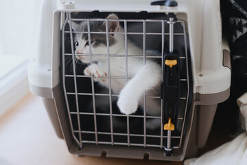Cute little kitten sitting in carrier box. Sweet sad kitty closed in transportation cage. Vet clinic