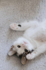Cute little kitten lying on soft bed. Portrait of adorable kitty relaxing on cozy blanket