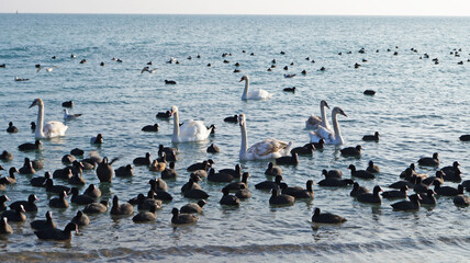 Swans and ducks with black feathers sitting on the water in the sea on a winter sunny day