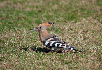 A close-up shot of a hoopoe perching on the grass in Dubai, UAE. 