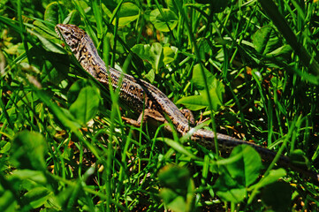 A lizard with shiny skin sits in the green grass on a sunny summer day