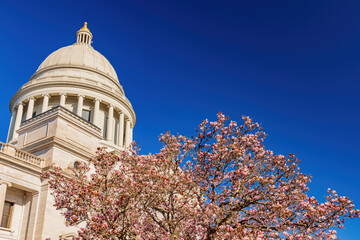 Sunny view of the State Capitol building with Magnolia blossom