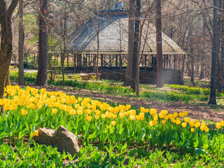 Close up shot of many tulips blossom