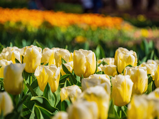 Close up shot of many tulips blossom