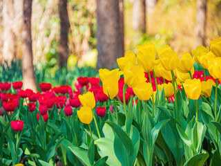 Close up shot of many tulips blossom