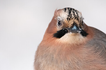 Eurasian jay
