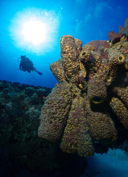 Vertical shot of a demosponge and a diver on a background