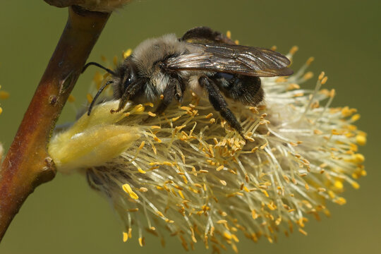 Closeup of a female grey-backed mining bee, Andrena vaga collecting pollen