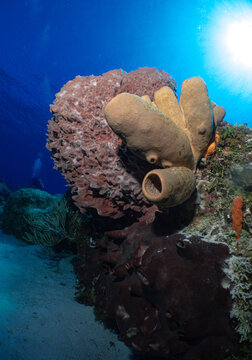 Vertical shot of a demosponge under the water