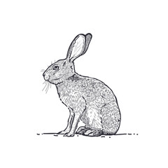 Vintage style hare graphic