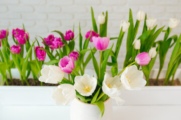 Purple and white tulips grow in a flowerpot on a light background