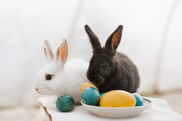 White and black Easter bunnies with eggs in yellow-blue tones