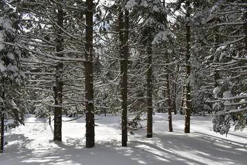 A softwood forest in winter, Sainte-Apolline, Québec, Canada