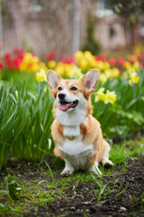 Corgi in spring flowers