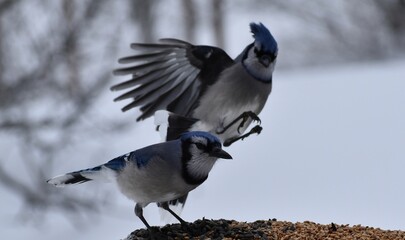 Blue jays at the feeder, Sainte-Apolline, Québec, Canada