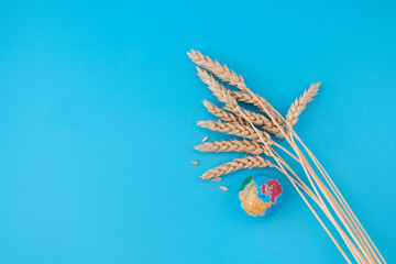 Fototapeta na wymiar глобус и пшеница на голубом фоне