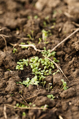 Small sprouts of lettuce