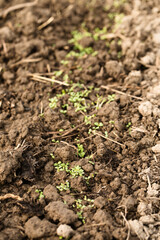 Small sprouts of lettuce in a garden bed