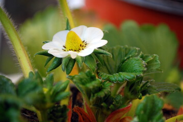 Primo piano di un fiore della pianta di fragola