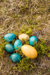 Fototapeta na wymiar eggs in yellow-blue tones of the Ukrainian flag still life on spring moss