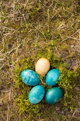 Easter eggs in tones of the Ukrainian flag still life on spring moss