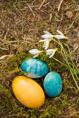 Nest with eggs with snowdrops