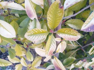 leaves in the garden