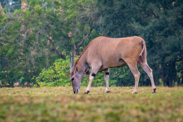 Fototapeta premium Common Eland Antelope Eating Grass on the Plain