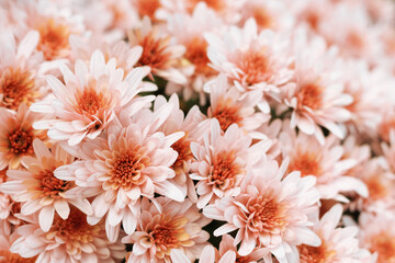 Pink coral Chrysanthemum soft focus. Close up of chrysanthemum flowers. Flower head. Bouquet of pink coral  autumn Chrysanthemum. Spring flowers. Top view. Texture and background. Floral background. 