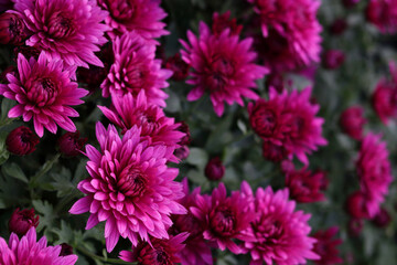 Pink Chrysanthemum soft focus. Close up of chrysanthemum flowers. Flower head. Bouquet of pink autumn Chrysanthemum. Spring flowers. Top view. Texture and background. Floral background. Postcard