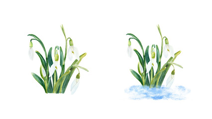 Snowdrops composition watercolor illustration. Hand drawn botanical illustration, isolated on white.